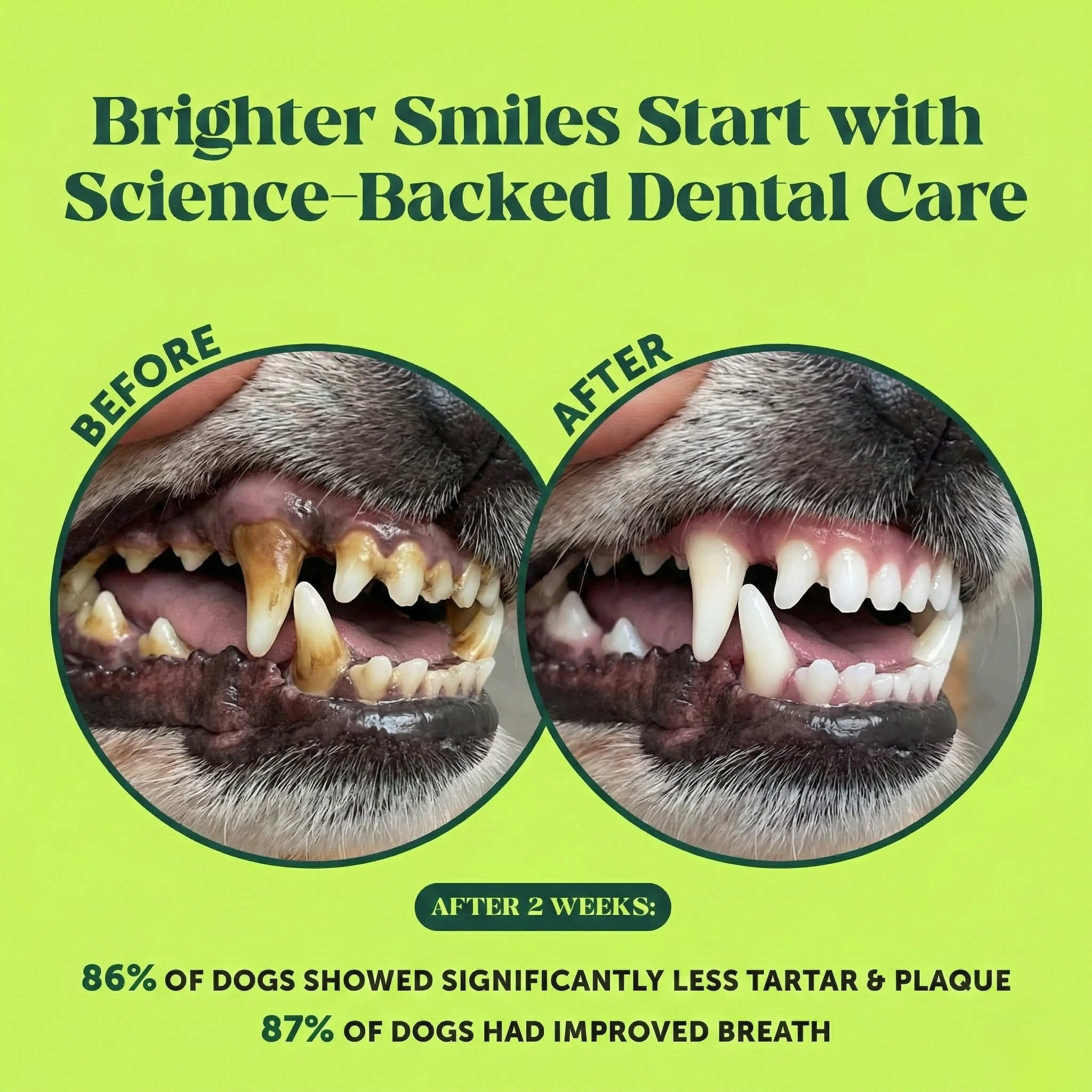 Fresh Breath Dental Powder for Dogs